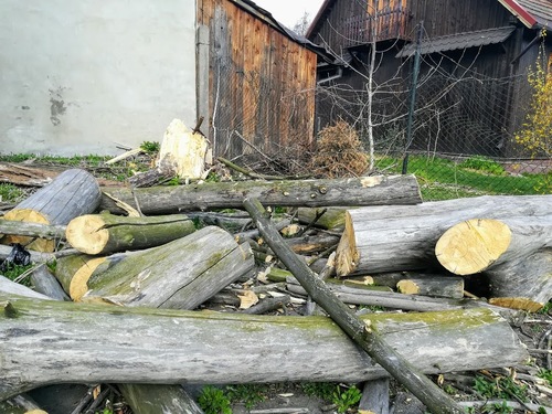 jakie kary grożą za ścięcie drzewa bez pozwolenia